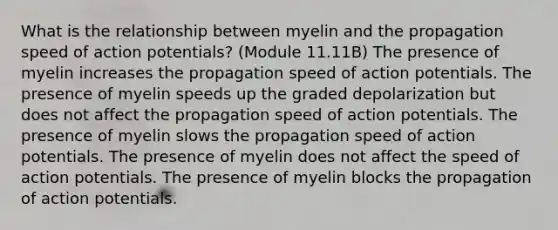 What is the relationship between myelin and the propagation speed of action potentials? (Module 11.11B) The presence of myelin increases the propagation speed of action potentials. The presence of myelin speeds up the graded depolarization but does not affect the propagation speed of action potentials. The presence of myelin slows the propagation speed of action potentials. The presence of myelin does not affect the speed of action potentials. The presence of myelin blocks the propagation of action potentials.