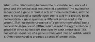 What is the relationship between the nucleotide sequence of a gene and the amino acid sequence of a protein? The nucleotide sequence of a gene is read in sets of three nucleotides, and the gene is translated to specify each amino acid in a protein. Each nucleotide in a gene specifies a different amino acid in the protein. The nucleotide sequence of a gene is transcribed into a nucleotide sequence of mRNA, which is read during translation in groups of three nucleotides that specify each amino acid. The nucleotide sequence of a gene is translated into an mRNA, which is then transcribed to produce a series of amino acids.