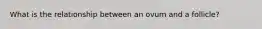 What is the relationship between an ovum and a follicle?