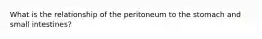 What is the relationship of the peritoneum to the stomach and small intestines?