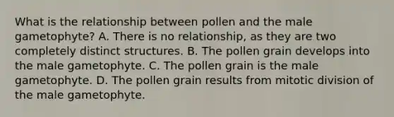 What is the relationship between pollen and the male gametophyte? A. There is no relationship, as they are two completely distinct structures. B. The pollen grain develops into the male gametophyte. C. The pollen grain is the male gametophyte. D. The pollen grain results from mitotic division of the male gametophyte.