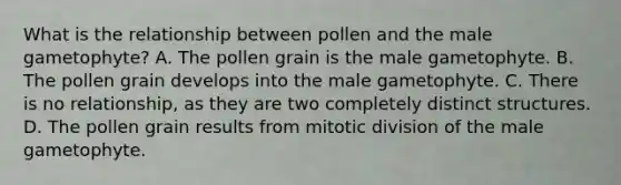 What is the relationship between pollen and the male gametophyte? A. The pollen grain is the male gametophyte. B. The pollen grain develops into the male gametophyte. C. There is no relationship, as they are two completely distinct structures. D. The pollen grain results from mitotic division of the male gametophyte.