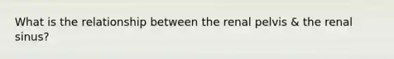 What is the relationship between the renal pelvis & the renal sinus?