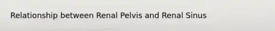 Relationship between Renal Pelvis and Renal Sinus