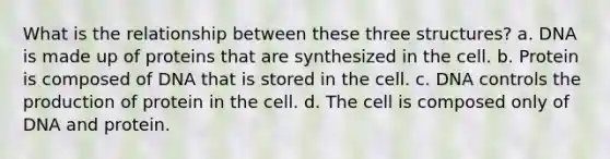 What is the relationship between these three structures? a. DNA is made up of proteins that are synthesized in the cell. b. Protein is composed of DNA that is stored in the cell. c. DNA controls the production of protein in the cell. d. The cell is composed only of DNA and protein.