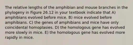 The relative lengths of the amphibian and mouse branches in the phylogeny in Figure 26.12 in your textbook indicate that A) amphibians evolved before mice. B) mice evolved before amphibians. C) the genes of amphibians and mice have only coincidental homoplasies. D) the homologous gene has evolved more slowly in mice. E) the homologous gene has evolved more rapidly in mice.