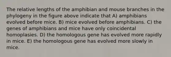 The relative lengths of the amphibian and mouse branches in the phylogeny in the figure above indicate that A) amphibians evolved before mice. B) mice evolved before amphibians. C) the genes of amphibians and mice have only coincidental homoplasies. D) the homologous gene has evolved more rapidly in mice. E) the homologous gene has evolved more slowly in mice.