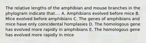 The relative lengths of the amphibian and mouse branches in the phylogram indicate that.... A. Amphibians evolved before mice B. Mice evolved before amphibians C. The genes of amphibians and mice have only coincidental homplasies D. The homologous gene has evolved more rapidly in amphibians E. The homologous gene has evolved more rapidly in mice