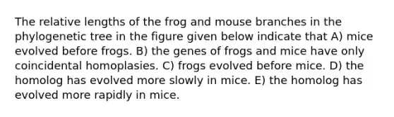 The relative lengths of the frog and mouse branches in the phylogenetic tree in the figure given below indicate that A) mice evolved before frogs. B) the genes of frogs and mice have only coincidental homoplasies. C) frogs evolved before mice. D) the homolog has evolved more slowly in mice. E) the homolog has evolved more rapidly in mice.