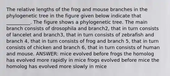 The relative lengths of the frog and mouse branches in the phylogenetic tree in the figure given below indicate that __________. The figure shows a phylogenetic tree. The main branch consists of drosophila and branch2, that in turn consists of lancelet and branch3, that in turn consists of zebrafish and branch 4, that in turn consists of frog and branch 5, that in turn consists of chicken and branch 6, that in turn consists of human and mouse. ANSWER: mice evolved before frogs the homolog has evolved more rapidly in mice frogs evolved before mice the homolog has evolved more slowly in mice