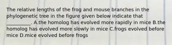 The relative lengths of the frog and mouse branches in the phylogenetic tree in the figure given below indicate that __________. A.the homolog has evolved more rapidly in mice B.the homolog has evolved more slowly in mice C.frogs evolved before mice D.mice evolved before frogs