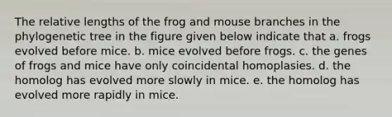 The relative lengths of the frog and mouse branches in the phylogenetic tree in the figure given below indicate that a. frogs evolved before mice. b. mice evolved before frogs. c. the genes of frogs and mice have only coincidental homoplasies. d. the homolog has evolved more slowly in mice. e. the homolog has evolved more rapidly in mice.