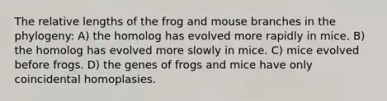 The relative lengths of the frog and mouse branches in the phylogeny: A) the homolog has evolved more rapidly in mice. B) the homolog has evolved more slowly in mice. C) mice evolved before frogs. D) the genes of frogs and mice have only coincidental homoplasies.