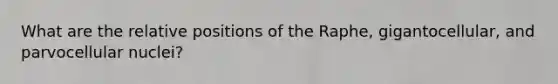 What are the relative positions of the Raphe, gigantocellular, and parvocellular nuclei?