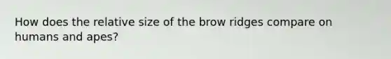 How does the relative size of the brow ridges compare on humans and apes?