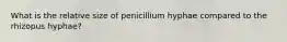 What is the relative size of penicillium hyphae compared to the rhizopus hyphae?