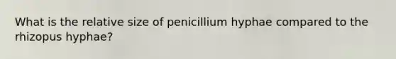 What is the relative size of penicillium hyphae compared to the rhizopus hyphae?