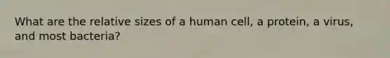 What are the relative sizes of a human cell, a protein, a virus, and most bacteria?