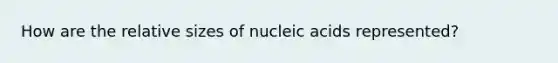 How are the relative sizes of nucleic acids represented?