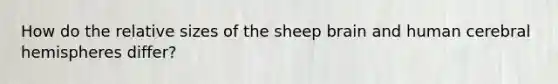 How do the relative sizes of the sheep brain and human cerebral hemispheres differ?