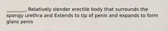 ________, Relatively slender erectile body that surrounds the spongy urethra and Extends to tip of penis and expands to form glans penis