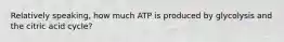 Relatively speaking, how much ATP is produced by glycolysis and the citric acid cycle?