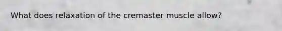 What does relaxation of the cremaster muscle allow?