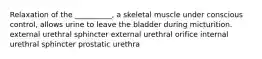 Relaxation of the __________, a skeletal muscle under conscious control, allows urine to leave the bladder during micturition. external urethral sphincter external urethral orifice internal urethral sphincter prostatic urethra