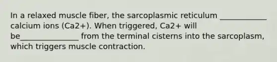 In a relaxed muscle fiber, the sarcoplasmic reticulum ____________ calcium ions (Ca2+). When triggered, Ca2+ will be_______________ from the terminal cisterns into the sarcoplasm, which triggers muscle contraction.