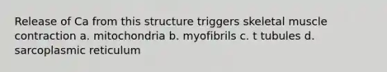 Release of Ca from this structure triggers skeletal muscle contraction a. mitochondria b. myofibrils c. t tubules d. sarcoplasmic reticulum