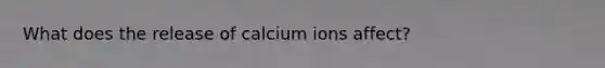 What does the release of calcium ions affect?