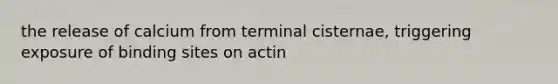 the release of calcium from terminal cisternae, triggering exposure of binding sites on actin