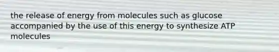 the release of energy from molecules such as glucose accompanied by the use of this energy to synthesize ATP molecules