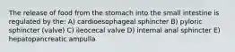 The release of food from the stomach into the small intestine is regulated by the: A) cardioesophageal sphincter B) pyloric sphincter (valve) C) ileocecal valve D) internal anal sphincter E) hepatopancreatic ampulla