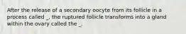 After the release of a secondary oocyte from its follicle in a process called _, the ruptured follicle transforms into a gland within the ovary called the _.