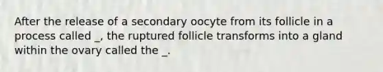 After the release of a secondary oocyte from its follicle in a process called _, the ruptured follicle transforms into a gland within the ovary called the _.