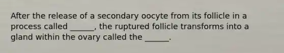 After the release of a secondary oocyte from its follicle in a process called ______, the ruptured follicle transforms into a gland within the ovary called the ______.