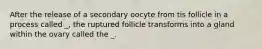 After the release of a secondary oocyte from tis follicle in a process called _, the ruptured follicle transforms into a gland within the ovary called the _.