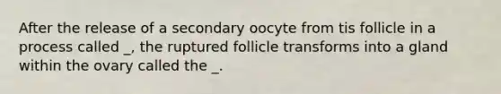 After the release of a secondary oocyte from tis follicle in a process called _, the ruptured follicle transforms into a gland within the ovary called the _.