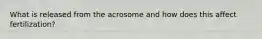 What is released from the acrosome and how does this affect fertilization?