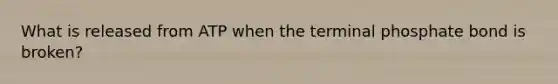 What is released from ATP when the terminal phosphate bond is broken?
