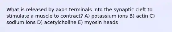 What is released by axon terminals into the synaptic cleft to stimulate a muscle to contract? A) potassium ions B) actin C) sodium ions D) acetylcholine E) myosin heads