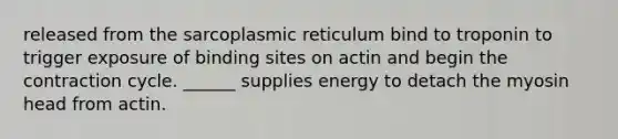 released from the sarcoplasmic reticulum bind to troponin to trigger exposure of binding sites on actin and begin the contraction cycle. ______ supplies energy to detach the myosin head from actin.