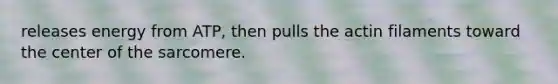 releases energy from ATP, then pulls the actin filaments toward the center of the sarcomere.