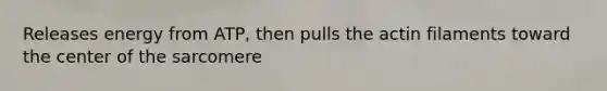 Releases energy from ATP, then pulls the actin filaments toward the center of the sarcomere