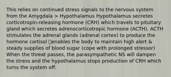 This relies on continued stress signals to the nervous system from the Amygdala > Hypothalamus Hypothalamus secretes corticotropin-releasing hormone (CRH) which travels to pituitary gland which secretes adrenocorticotropic hormone (ACTH). ACTH stimulates the adrenal glands (adrenal cortex) to produce the hormone cortisol 🡪enables the body to maintain high alert & steady supplies of blood sugar (cope with prolonged stressor) When the threat passes, the parasympathetic NS will dampen the stress and the hypothalamus stops production of CRH which turns the system off.