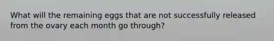 What will the remaining eggs that are not successfully released from the ovary each month go through?