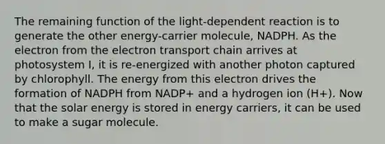 The remaining function of the light-dependent reaction is to generate the other energy-carrier molecule, NADPH. As the electron from <a href='https://www.questionai.com/knowledge/k57oGBr0HP-the-electron-transport-chain' class='anchor-knowledge'>the electron transport chain</a> arrives at photosystem I, it is re-energized with another photon captured by chlorophyll. The energy from this electron drives the formation of NADPH from NADP+ and a hydrogen ion (H+). Now that the solar energy is stored in energy carriers, it can be used to make a sugar molecule.