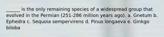 ______ is the only remaining species of a widespread group that evolved in the Permian (251-286 million years ago). a. Gnetum b. Ephedra c. Sequoia sempervirens d. Pinus longaeva e. Ginkgo biloba