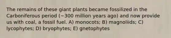 The remains of these giant plants became fossilized in the Carboniferous period (~300 million years ago) and now provide us with coal, a fossil fuel. A) monocots; B) magnoliids; C) lycophytes; D) bryophytes; E) gnetophytes